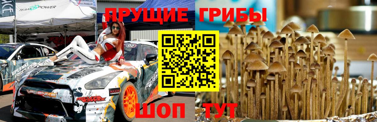 где можно купить наркотик  Бахчисарай  Галлюциногенные грибы прущие грибы 